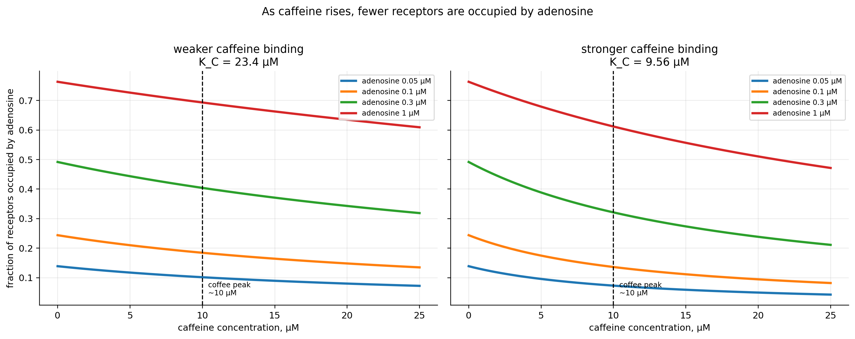 Competitive receptor occupancy model for caffeine and adenosine