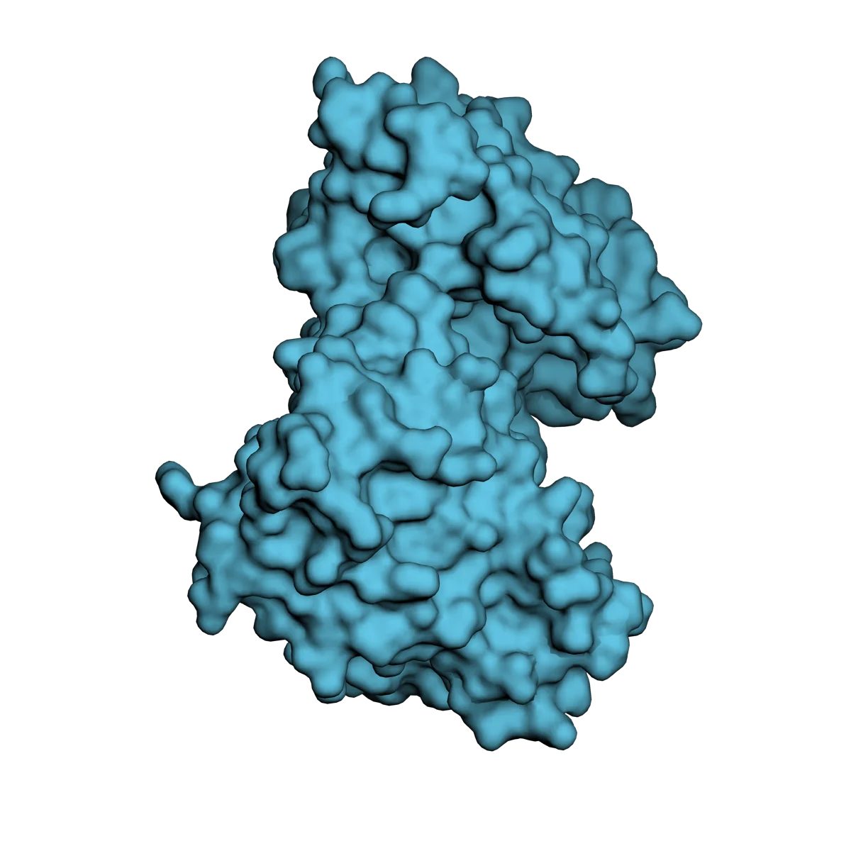 Inspect the molecular surface of the EGFR protein.